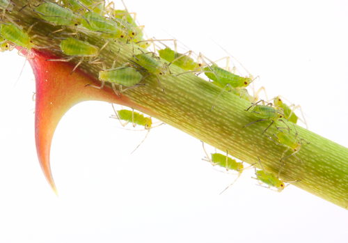 Aphids on rose stem